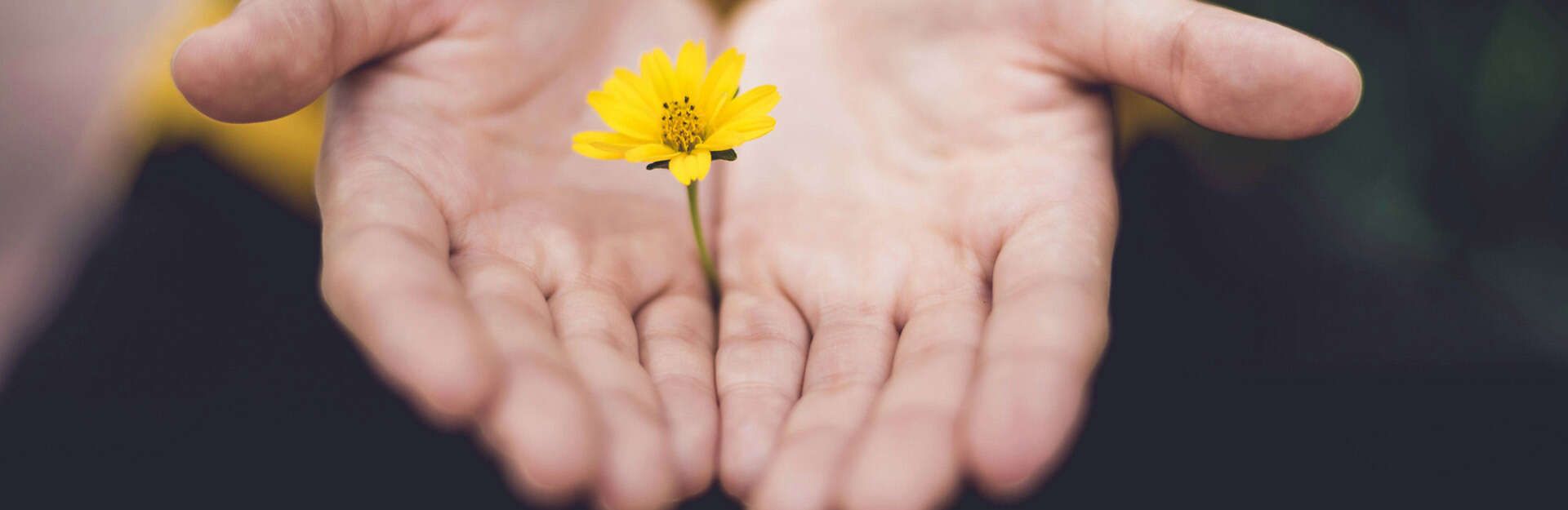 Offene Hände mit Blume